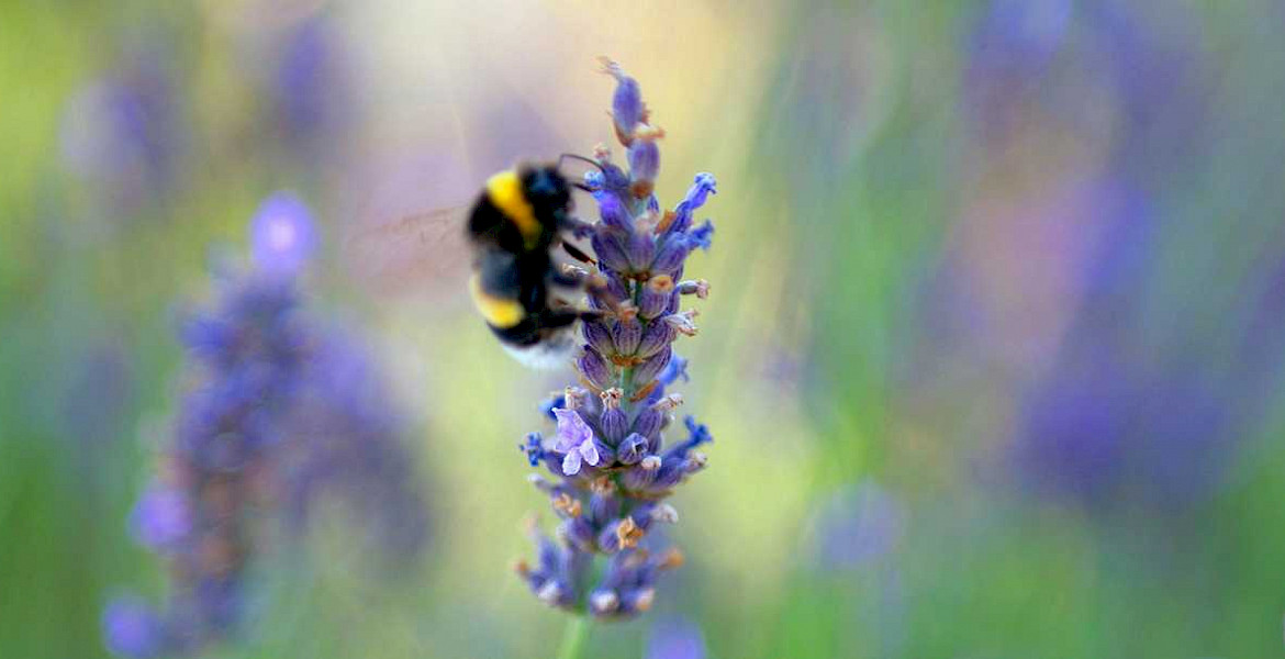 AI for Biodiversity